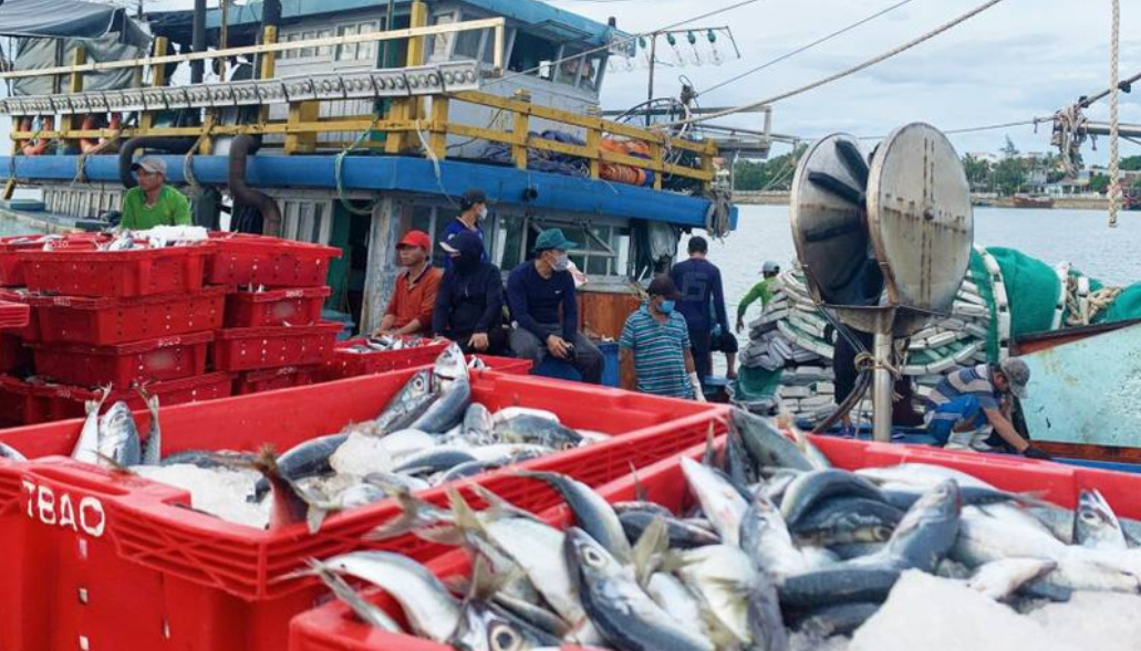 Kiểm soát chuỗi cung ứng thủy sản từ khai thác, thu mua đến xuất khẩu.