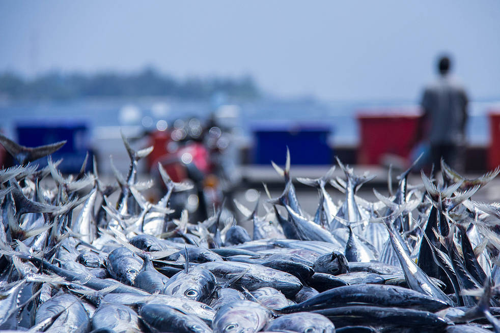 Quản lý, siết chặt nguồn hải sản đầu vào. Chống vi phạm IUU