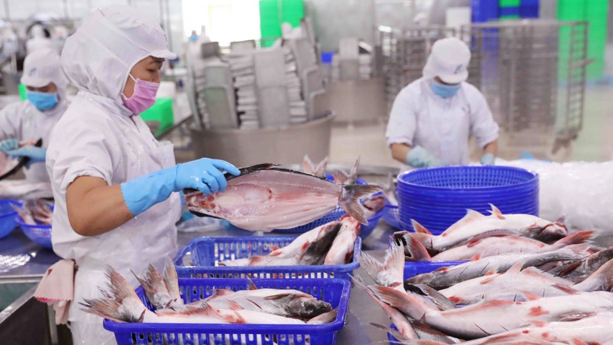 Doanh nghiệp hải sản không thể xuất khẩu nếu không có hồ sơ xác nhận nguồn gốc