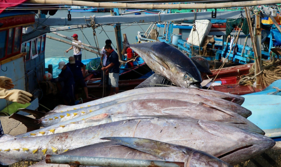 Ngư dân Đắk Lắk trúng đậm mùa cá ngừ