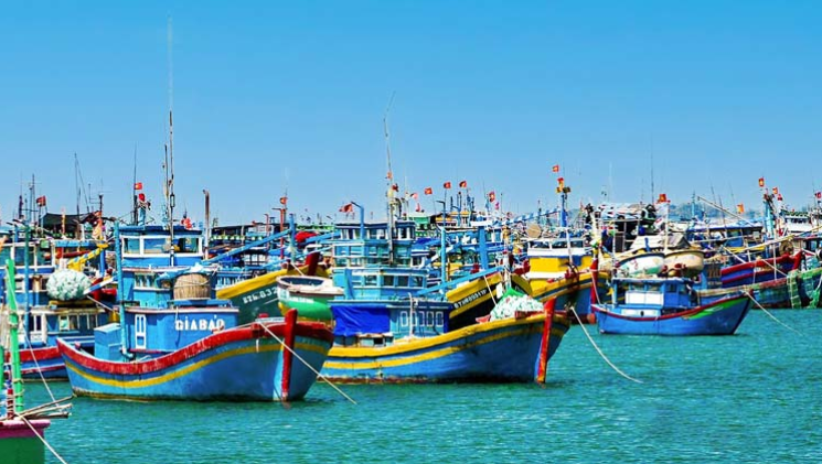 Các tàu bắt buộc phải có giấy phép khai thác, đăng ký đúng quy định