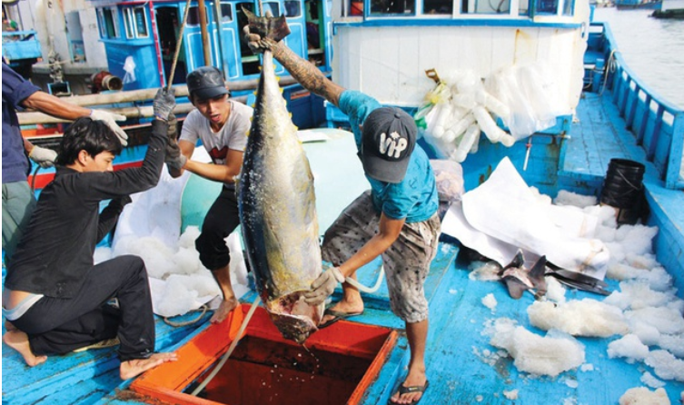 Sản lượng khai thác được ghi chép rõ ràng theo thời gian thực tránh nguy cơ vi phạm IUU