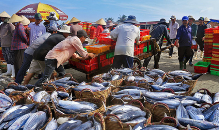 Ghi rõ thông tin sản lượng khai thác tránh vi phạm IUU